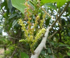 Antidesma ghaesembilla