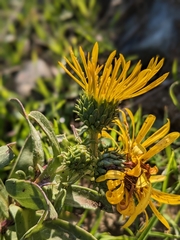 Grindelia hirsutula