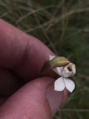 Caladenia alpina