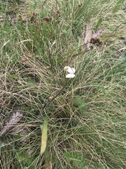 Caladenia alpina