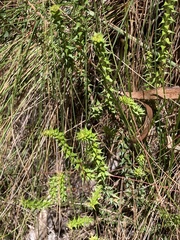 Epacris pulchella