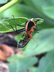 Gminatus australis