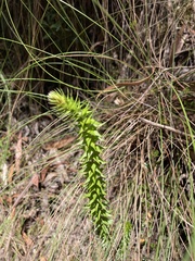 Epacris pulchella