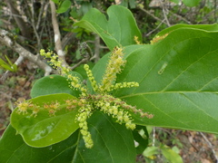 Antidesma ghaesembilla