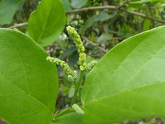 Antidesma ghaesembilla