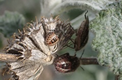 Agonoscelis puberula