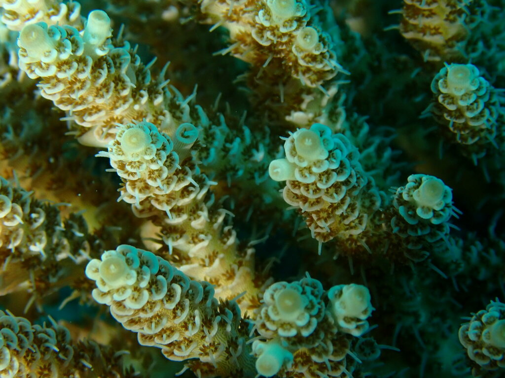 Staghorn coral