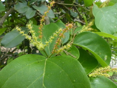 Antidesma ghaesembilla
