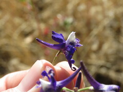 Delphinium patens