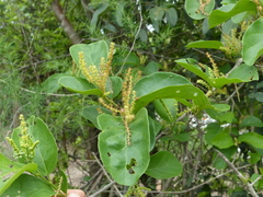Antidesma ghaesembilla
