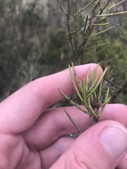 Hakea microcarpa