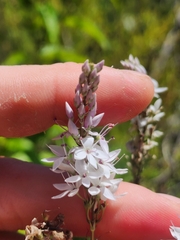 Veronica derwentiana