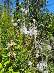 Veronica derwentiana