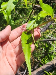 Veronica derwentiana