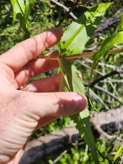 Veronica derwentiana