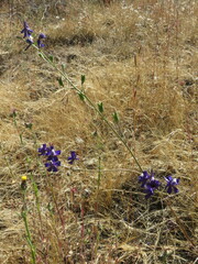 Delphinium patens