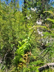 Veronica derwentiana