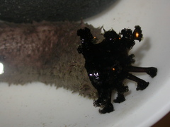 Holothuria cinerascens