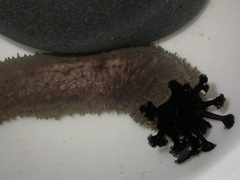 Holothuria cinerascens