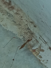 Pneustocerus gravelyi