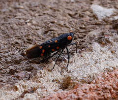 Desudaba maculata