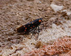 Desudaba maculata