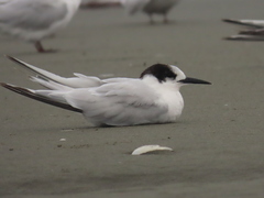 Sterna striata striata