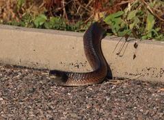 Drymarchon melanurus