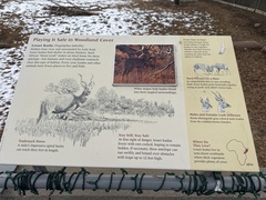 Tragelaphus imberbis