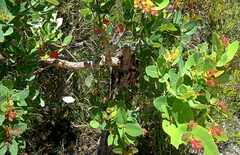 Angophora hispida