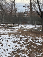 Tragelaphus imberbis