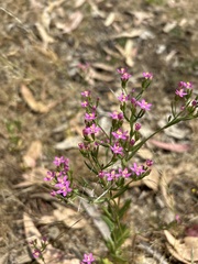 Centaurium tenuiflorum
