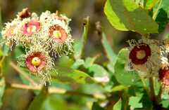 Angophora hispida