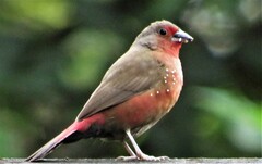 African Firefinch photo 2