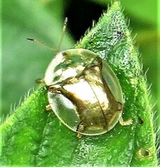 Aspidimorpha quadriremis