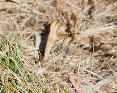 Austrogomphus australis