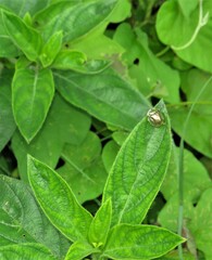 Barleria obtusa