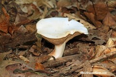 Clitopilus