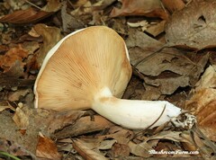 Clitopilus