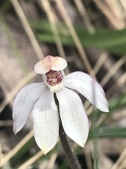 Caladenia alpina