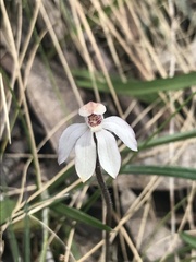 Caladenia alpina