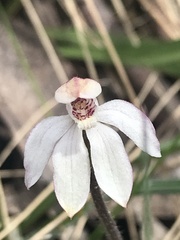 Caladenia alpina