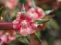 Salsola australis