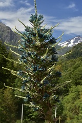 Puya alpestris alpestris