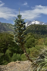 Puya alpestris alpestris