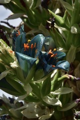 Puya alpestris alpestris