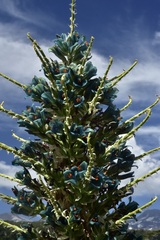 Puya alpestris alpestris