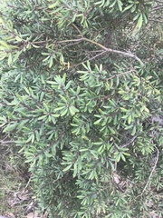 Persoonia subvelutina