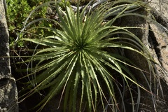 Puya alpestris alpestris