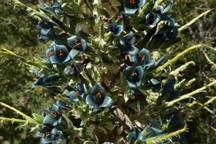 Puya alpestris alpestris